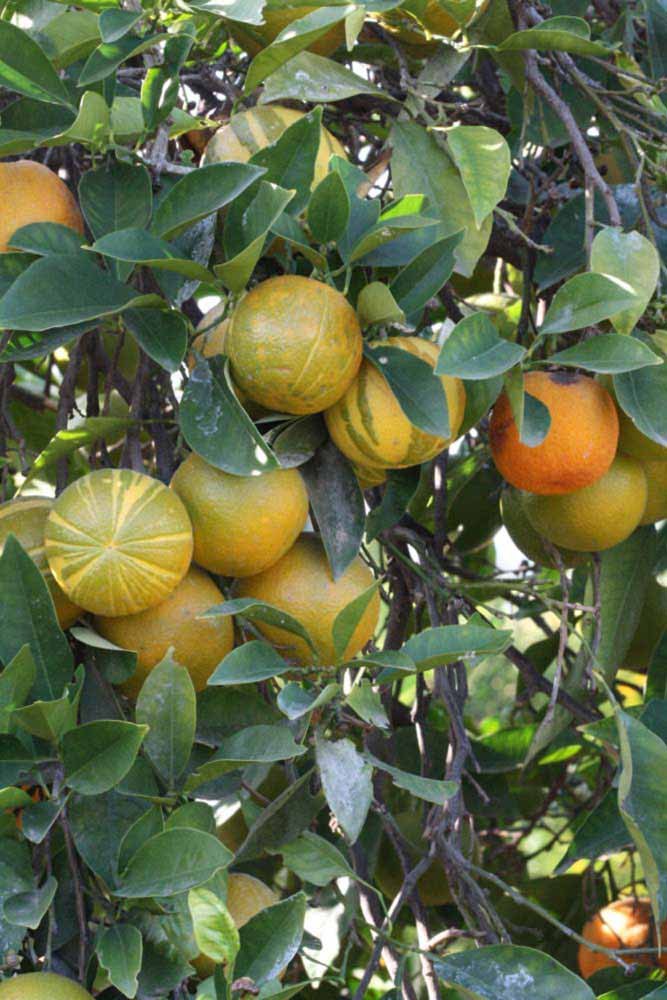            Fruit (Riverside, CA)   